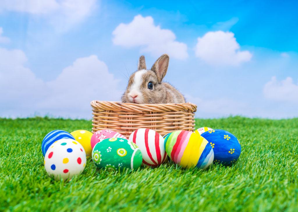 Rabbit and easter eggs in green grass with blue sky