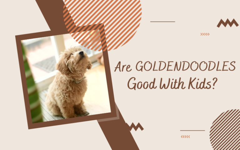 Are Goldendoodles Good With kids