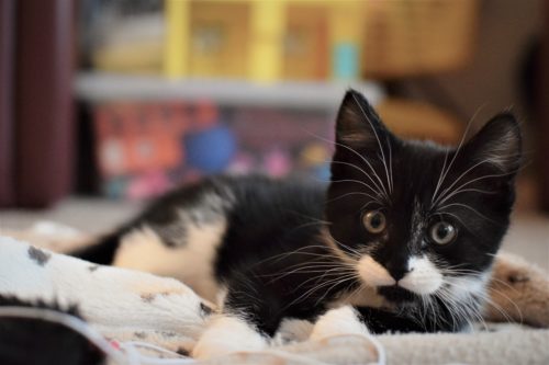 cute tuxedo kitten 