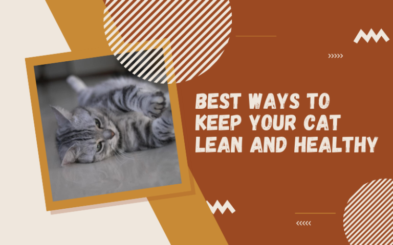 How To Keep Your Cat As Healthy And Lean As Possible